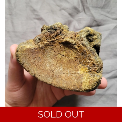 Rare Huge Pliosaur Sp Vertebra Bone Fossil From The Uk Jurassic Kimmeridge Clay